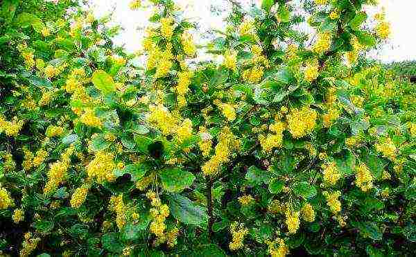 barberry ที่กินได้พันธุ์ดีที่สุด