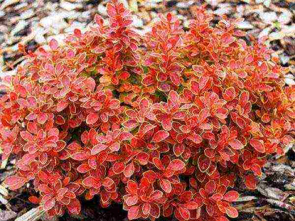 barberry ที่กินได้ดีที่สุด