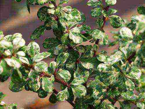 the best varieties of edible barberry