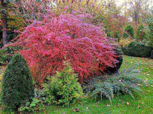 the best varieties of edible barberry