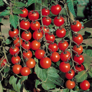 the best varieties of sugar tomatoes