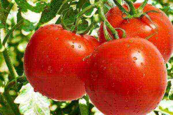 the best varieties of sugar tomatoes