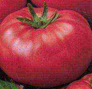 the best varieties of sugar tomatoes