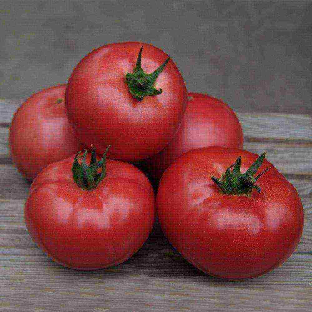 the best varieties of sugar tomatoes