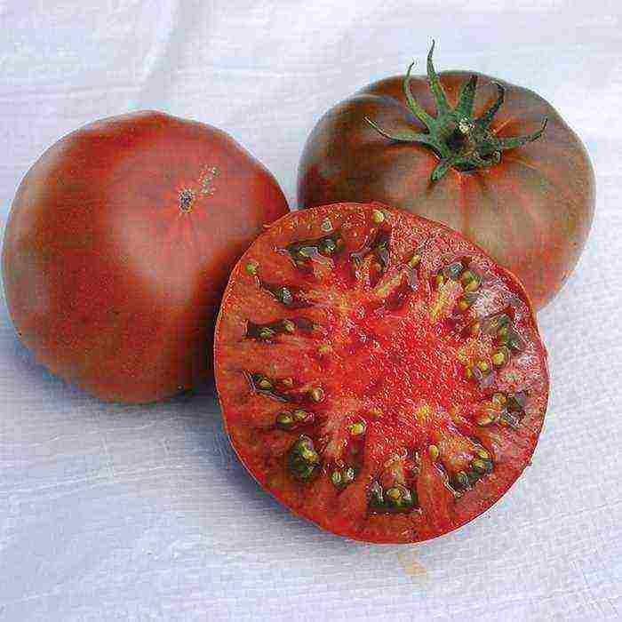 the best varieties of sugar tomatoes