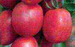 the best varieties of sugar tomatoes