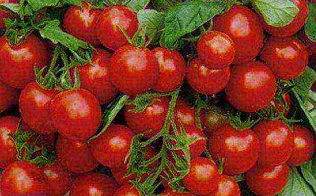 the best varieties of sugar tomatoes