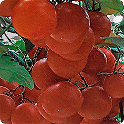 the best varieties of sugar tomatoes