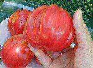 the best varieties of sugar tomatoes