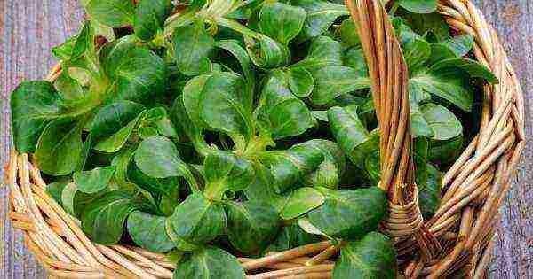 the best varieties of lettuce seeds