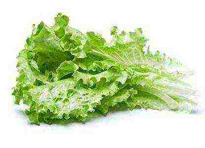 the best varieties of lettuce seeds