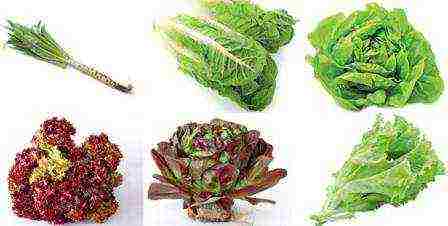 the best varieties of lettuce seeds