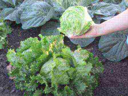 the best varieties of lettuce seeds