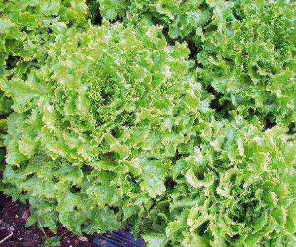 the best varieties of lettuce seeds