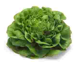 the best varieties of lettuce seeds