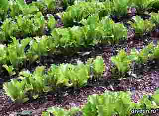 the best varieties of lettuce seeds