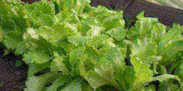 the best varieties of lettuce seeds