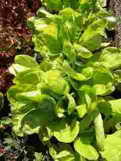 the best varieties of lettuce seeds