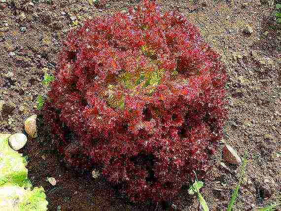 the best varieties of lettuce seeds