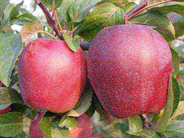 the best varieties of apple seedlings