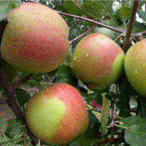 the best varieties of apple seedlings