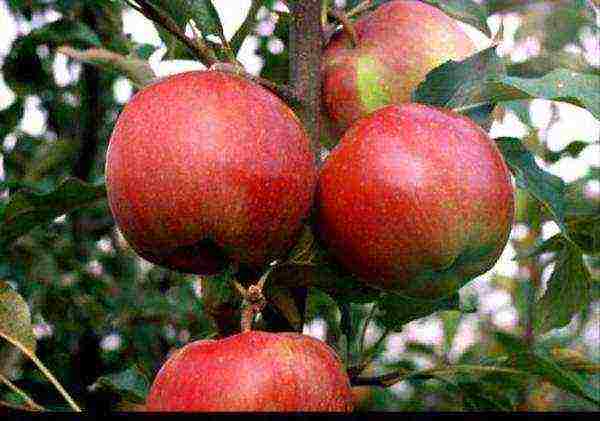the best varieties of apple seedlings