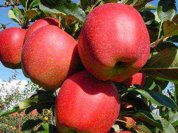 the best varieties of apple seedlings