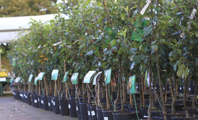 the best varieties of apple seedlings