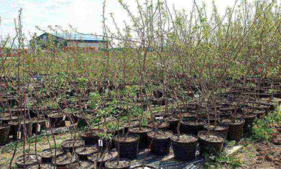 the best varieties of apple seedlings