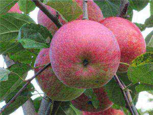 the best varieties of apple seedlings