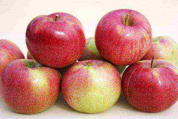 the best varieties of apple seedlings