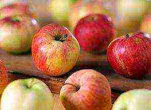 the best varieties of apple seedlings