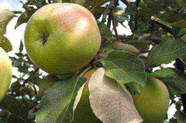 the best varieties of apple seedlings