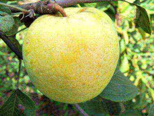 the best varieties of apple seedlings