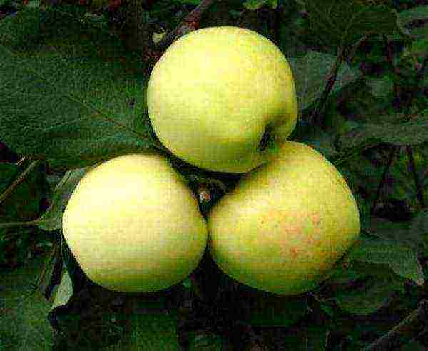 the best varieties of apple seedlings