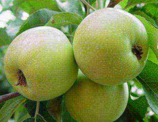 the best varieties of apple seedlings