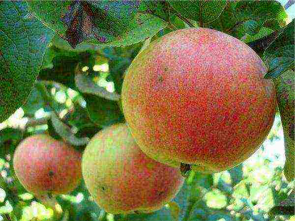 the best varieties of apple seedlings