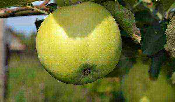 ต้นกล้าแอปเปิลพันธุ์ดีที่สุด
