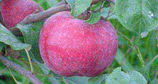 the best varieties of apple seedlings