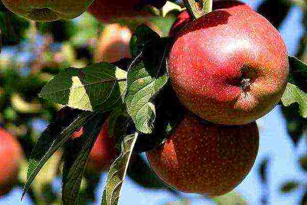 the best varieties of apple seedlings