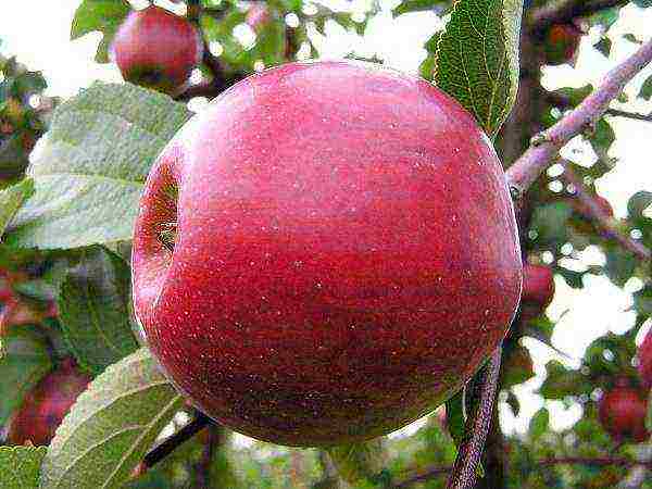 the best varieties of apple seedlings