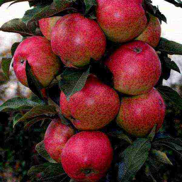 the best varieties of apple seedlings