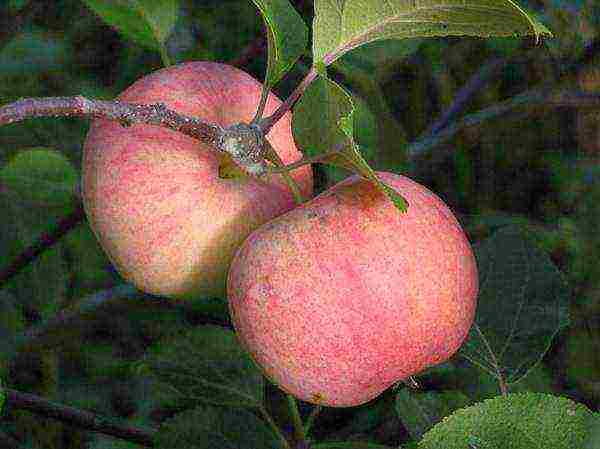 the best varieties of apple seedlings