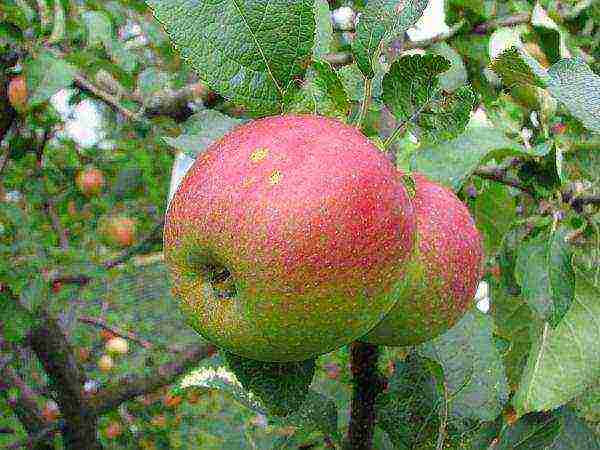 the best varieties of apple seedlings