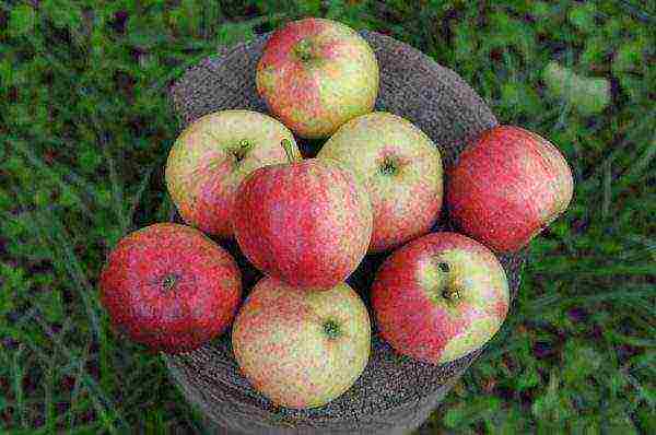 the best varieties of apple seedlings