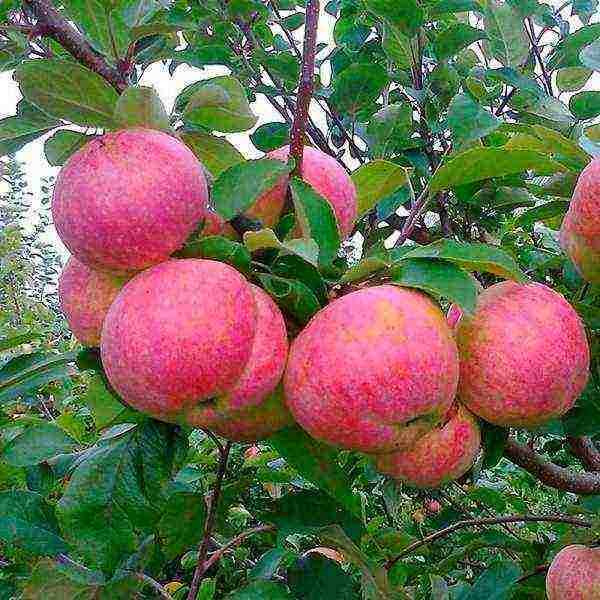 the best varieties of apple seedlings