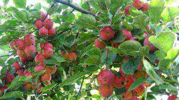 the best varieties of apple seedlings