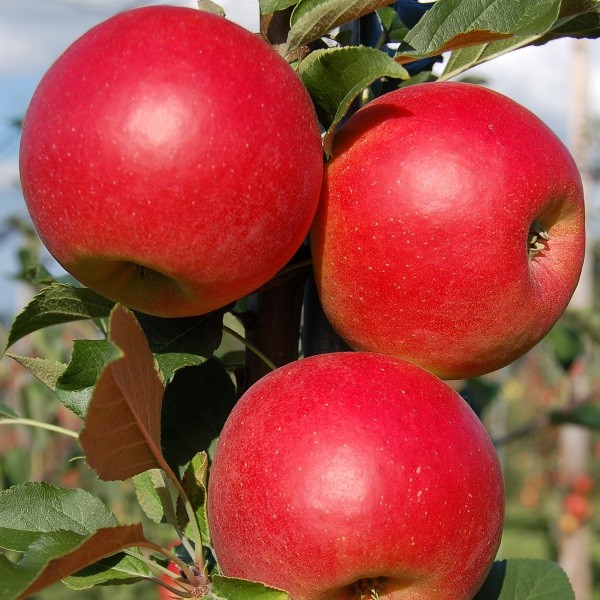 the best varieties of apple seedlings