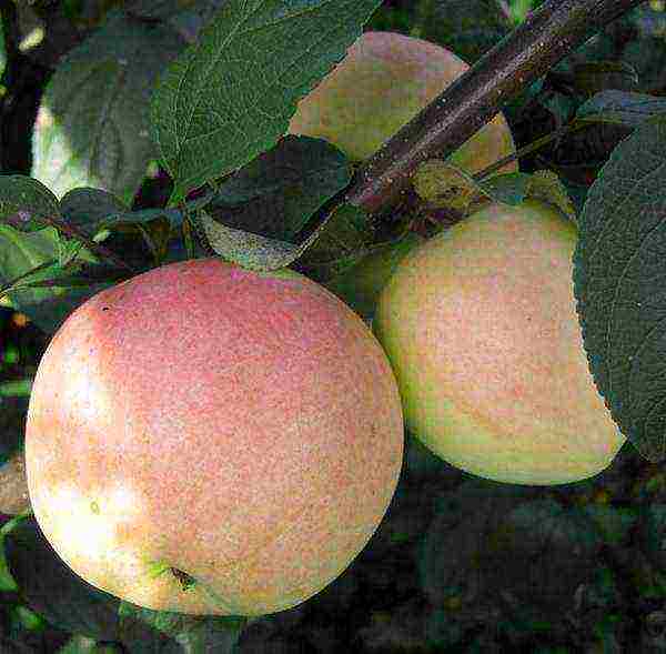 the best varieties of apple seedlings