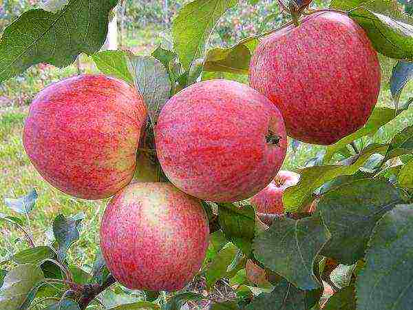 the best varieties of apple seedlings